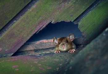  Muizen verjagen met ultrasoon geluid